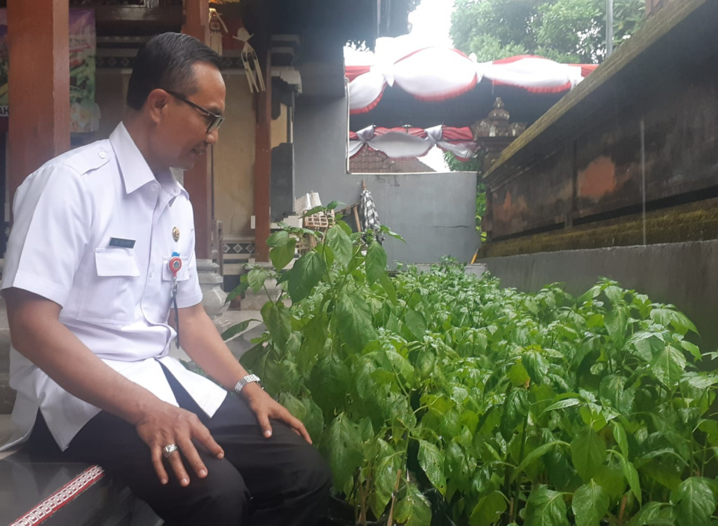 ANTISIPASI KENAIKAN HARGA CABAI, DINAS PERTANIAN DAN PANGAN KABUPATEN BADUNG  KEMBALI LUNCURKAN MASYARAKAT TANAM CABAI (MATANABE)